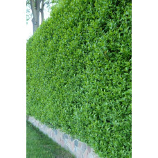 Бирючина овальнолиста Аргентеоварієгата | Ligustrum vulgare Argenteovariegata | Бирючина овальнолистная Аргентеовариегата