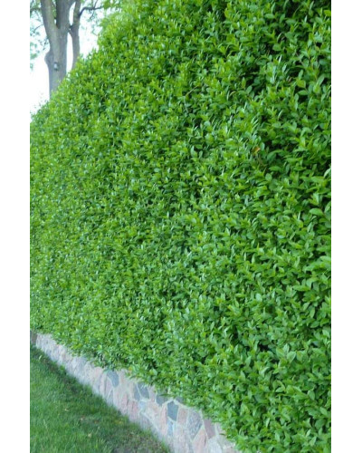 Бирючина овальнолиста Аргентеоварієгата | Ligustrum vulgare Argenteovariegata | Бирючина овальнолистная Аргентеовариегата