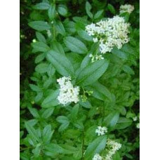 Бирючина овальнолиста Аргентеоварієгата | Ligustrum vulgare Argenteovariegata | Бирючина овальнолистная Аргентеовариегата