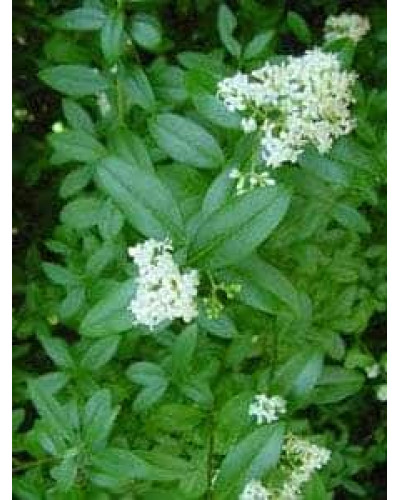 Бирючина овальнолиста Аргентеоварієгата | Ligustrum vulgare Argenteovariegata | Бирючина овальнолистная Аргентеовариегата