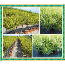 Бирючина овальнолиста Аргентеоварієгата | Ligustrum vulgare Argenteovariegata | Бирючина овальнолистная Аргентеовариегата