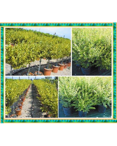 Бирючина овальнолиста Аргентеоварієгата | Ligustrum vulgare Argenteovariegata | Бирючина овальнолистная Аргентеовариегата