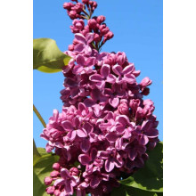 Бузок звичайний Массена | Сирень обыкновенная Массена | Syringa vulgaris Masséna