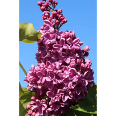 Бузок звичайний Массена | Сирень обыкновенная Массена | Syringa vulgaris Masséna