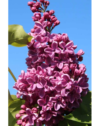 Бузок звичайний Массена | Сирень обыкновенная Массена | Syringa vulgaris Masséna