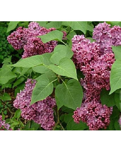 Бузок звичайний Массена | Сирень обыкновенная Массена | Syringa vulgaris Masséna