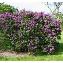 Бузок звичайний Массена | Сирень обыкновенная Массена | Syringa vulgaris Masséna