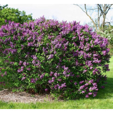 Бузок звичайний Массена | Сирень обыкновенная Массена | Syringa vulgaris Masséna