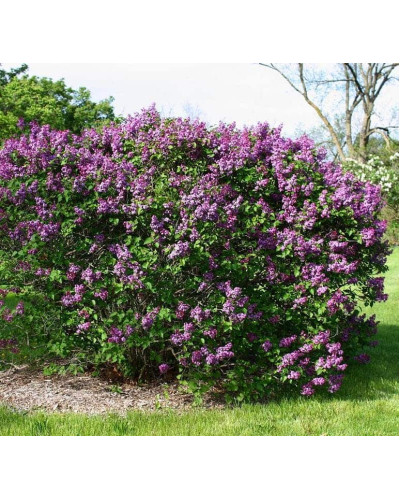 Бузок звичайний Массена | Сирень обыкновенная Массена | Syringa vulgaris Masséna