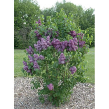 Бузок звичайний Массена | Сирень обыкновенная Массена | Syringa vulgaris Masséna
