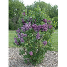 Бузок звичайний Массена | Сирень обыкновенная Массена | Syringa vulgaris Masséna