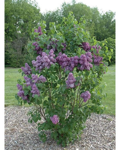 Бузок звичайний Массена | Сирень обыкновенная Массена | Syringa vulgaris Masséna