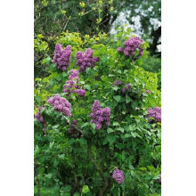 Бузок звичайний Массена | Сирень обыкновенная Массена | Syringa vulgaris Masséna