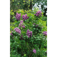 Бузок звичайний Массена | Сирень обыкновенная Массена | Syringa vulgaris Masséna