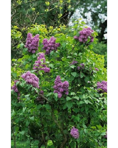 Бузок звичайний Массена | Сирень обыкновенная Массена | Syringa vulgaris Masséna