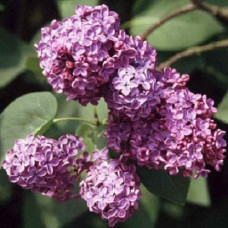 Бузок звичайний Массена | Сирень обыкновенная Массена | Syringa vulgaris Masséna