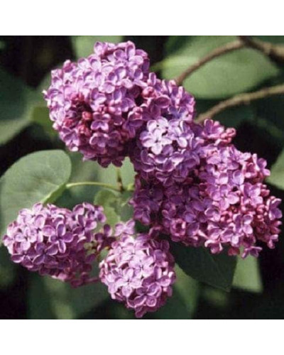 Бузок звичайний Массена | Сирень обыкновенная Массена | Syringa vulgaris Masséna