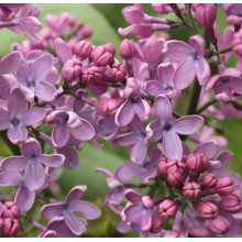 Бузок звичайний Массена | Сирень обыкновенная Массена | Syringa vulgaris Masséna