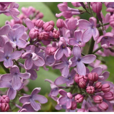Бузок звичайний Массена | Сирень обыкновенная Массена | Syringa vulgaris Masséna