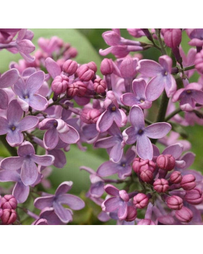 Бузок звичайний Массена | Сирень обыкновенная Массена | Syringa vulgaris Masséna