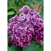 Бузок звичайний Массена | Сирень обыкновенная Массена | Syringa vulgaris Masséna