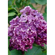 Бузок звичайний Массена | Сирень обыкновенная Массена | Syringa vulgaris Masséna