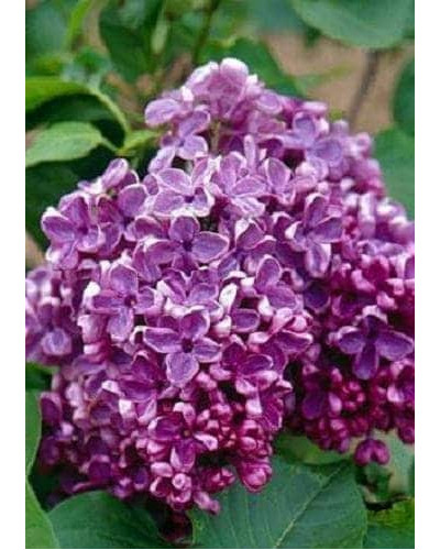 Бузок звичайний Массена | Сирень обыкновенная Массена | Syringa vulgaris Masséna