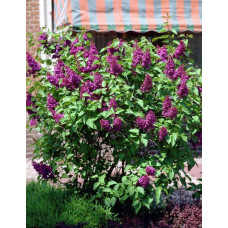 Бузок звичайний Бургунді Квін | Сирень обыкновенная Бургунди Квин | Syringa vulgaris Burgundy Queen