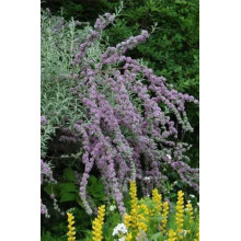 Будлея черговолиста | Buddleja alternifolia | Буддлея очереднолистная