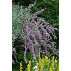 Будлея черговолиста | Buddleja alternifolia | Буддлея очереднолистная