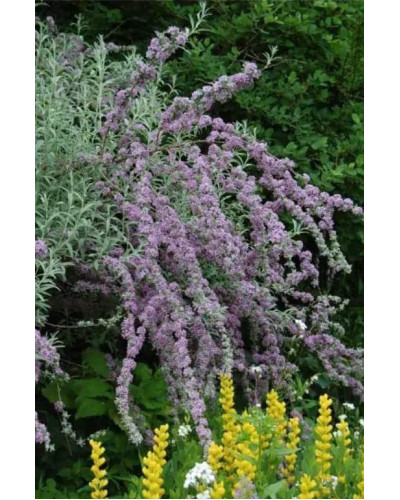 Будлея черговолиста | Buddleja alternifolia | Буддлея очереднолистная