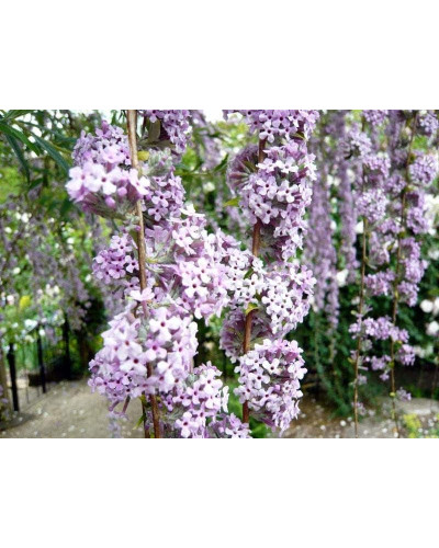 Будлея черговолиста | Buddleja alternifolia | Буддлея очереднолистная