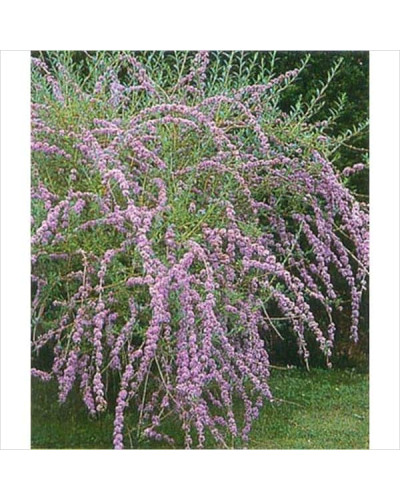 Будлея черговолиста | Buddleja alternifolia | Буддлея очереднолистная
