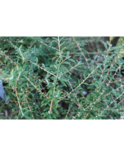 Будлея черговолиста | Buddleja alternifolia | Буддлея очереднолистная