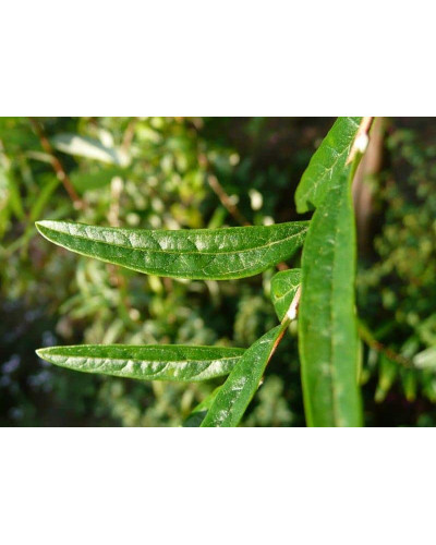 Будлея черговолиста | Buddleja alternifolia | Буддлея очереднолистная