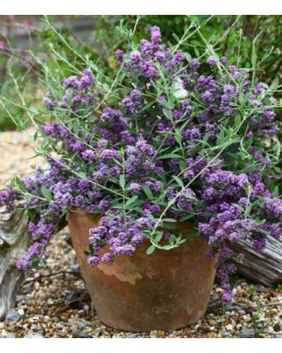 Будлея черговолиста | Buddleja alternifolia | Буддлея очереднолистная