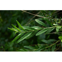 Будлея черговолиста | Buddleja alternifolia | Буддлея очереднолистная