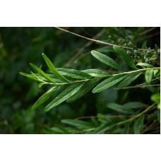 Будлея черговолиста | Buddleja alternifolia | Буддлея очереднолистная