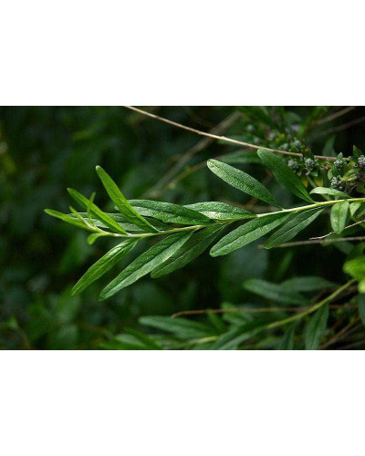 Будлея черговолиста | Buddleja alternifolia | Буддлея очереднолистная