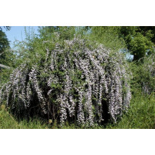 Будлея черговолиста | Buddleja alternifolia | Буддлея очереднолистная