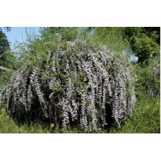 Будлея черговолиста | Buddleja alternifolia | Буддлея очереднолистная