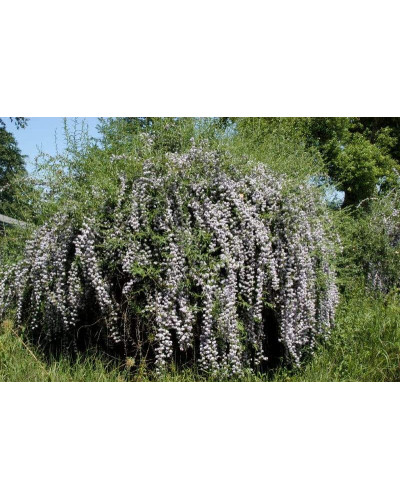 Будлея черговолиста | Buddleja alternifolia | Буддлея очереднолистная