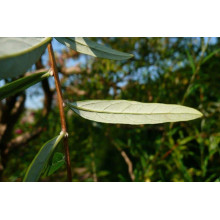 Будлея черговолиста | Buddleja alternifolia | Буддлея очереднолистная