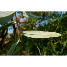 Будлея черговолиста | Buddleja alternifolia | Буддлея очереднолистная