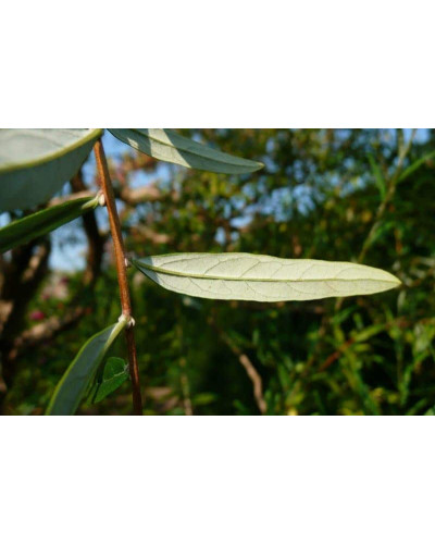 Будлея черговолиста | Buddleja alternifolia | Буддлея очереднолистная