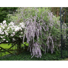 Будлея черговолиста | Buddleja alternifolia | Буддлея очереднолистная
