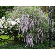 Будлея черговолиста | Buddleja alternifolia | Буддлея очереднолистная