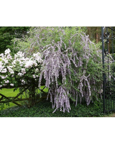 Будлея черговолиста | Buddleja alternifolia | Буддлея очереднолистная