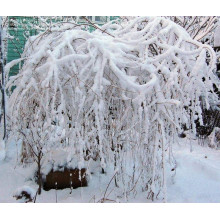 Будлея черговолиста | Buddleja alternifolia | Буддлея очереднолистная