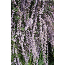 Будлея черговолиста | Buddleja alternifolia | Буддлея очереднолистная